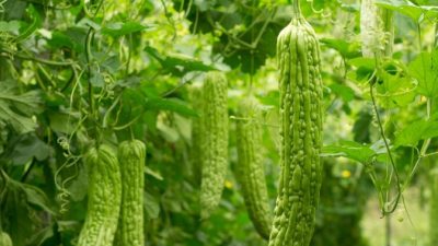 Buah Pare