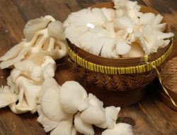 3 manfaat penting bagi kesehatan dari jamur tiram